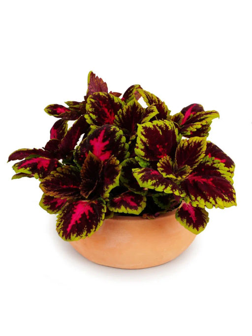 Колеус шлемниковидный крупнолистный Биг Бэн Вайн Ред - Партнер фото 3