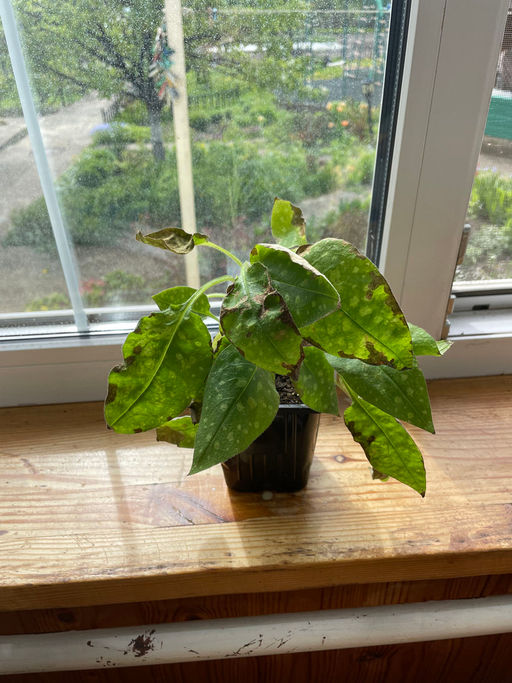 Медуница Смоки Блу