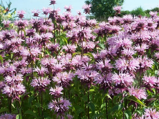 Монарда (бергамот) Бьюти Оф Кобхем