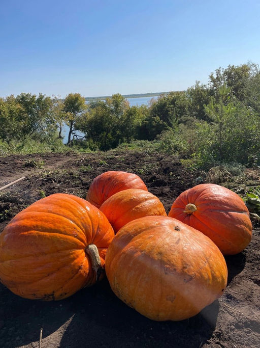 Тыква БИГ МАКС