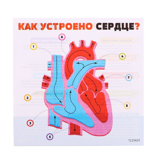 Набор для опытов Моё тело, сердце - Эврики фото 6