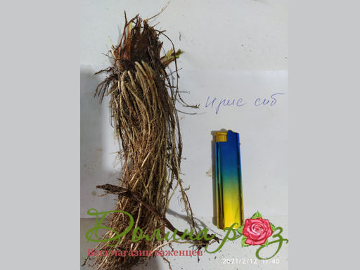 Ирис Pink Parfait (Пинк Парфайт) - Долина роз фото 2