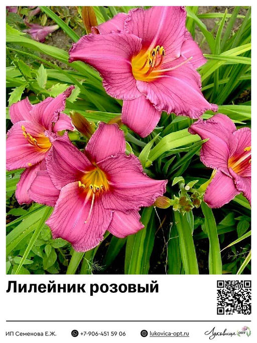 Лилейник Pink