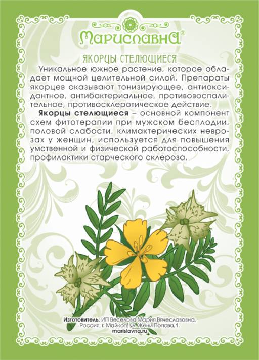 Якорцы стелющиеся (трава) - Мариславна фото 5
