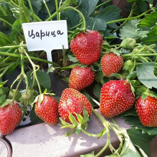 Царица (средняя) 10 штук - 1000корней фото 2