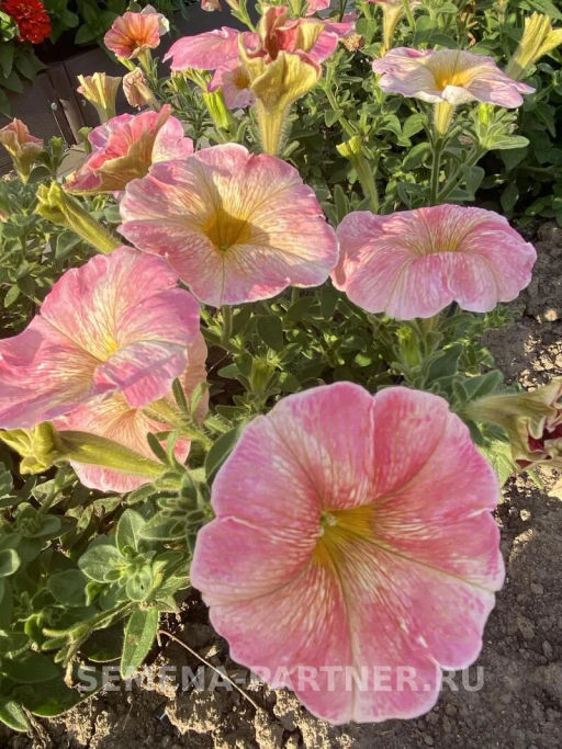 Петуния Лулу Коктейль каскадная нежно-розовая - Партнер фото 4