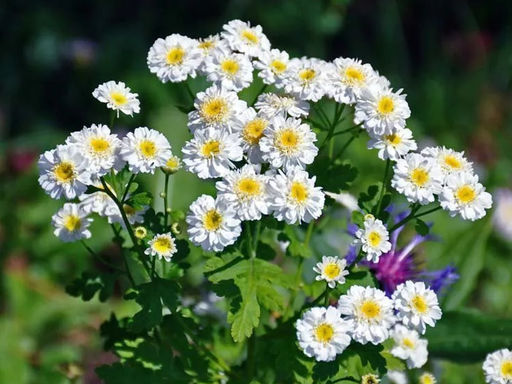 Танацетум Снежные хлопья - Долина роз фото 2