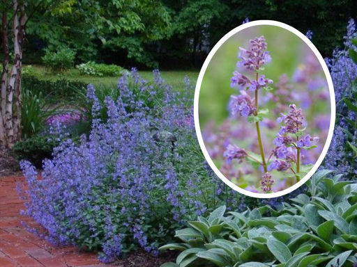 Котовник Фассена Блю Вандер - Долина роз фото 4