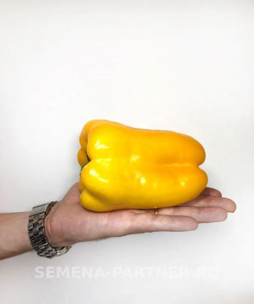 Перец сладкий Гороспел - Партнер фото 3