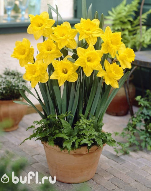 Нарцисс Dutch Master (3 луковицы) - Bufl фото 3