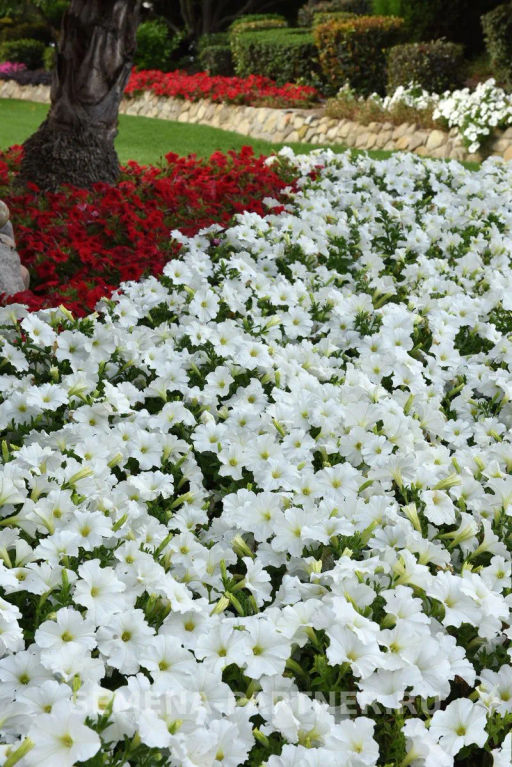 Петуния Изи Вэйв Уайт F1 каскадно-ампельная - Партнер фото 6