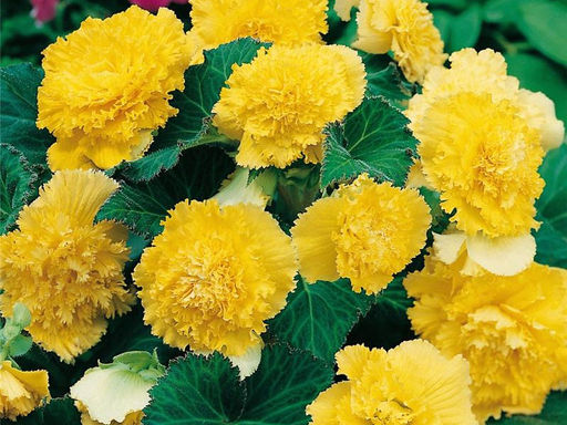 Бегония фимбриата желтая (Fimbriata Yellow) - Долина роз фото 3