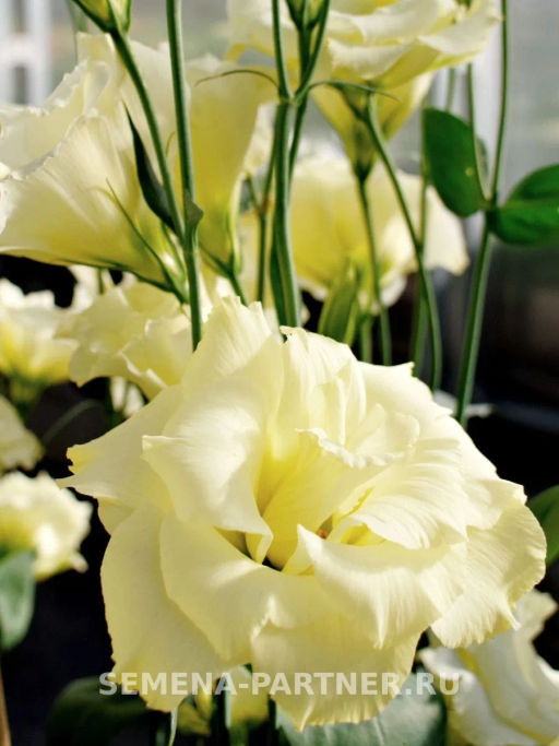 Эустома срезочная махровая желтая Мадам Ноулз - Партнер фото 3