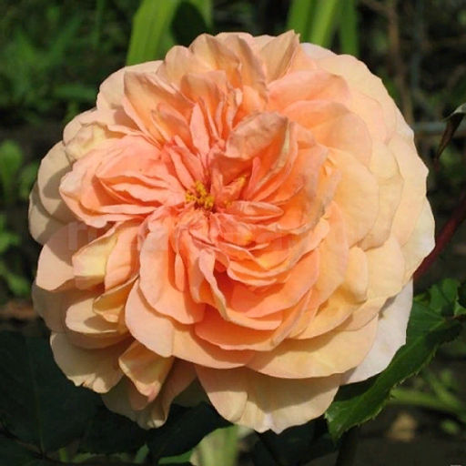 R183 ЗАНГЕРХАУЗЕР ЮБИЛЯУМРОЗЕ