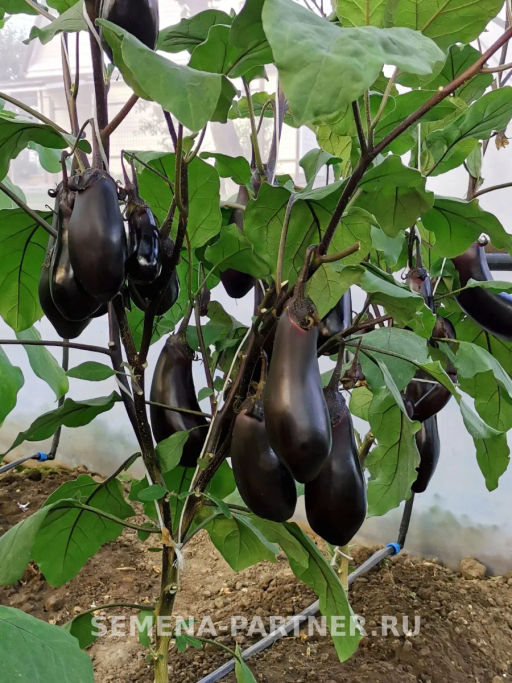 Баклажан Блэк Джек - Партнер фото 4