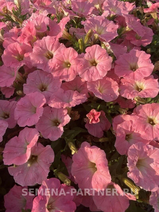 Петуния Лагуна Жозефина каскадная салмон - Партнер фото 4