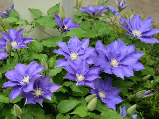 Клематис H.F. Young (Х.Ф.Янг) Юнг - Долина роз фото 3