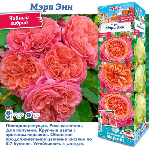 Роза Мэри Энн (Чайно-Гибридная) С ЦВ.ЭТИКЕТКОЙ 1шт