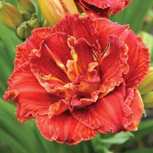 Лилейник Moses Fire (Махровый) - Голландские луковицы фото 2