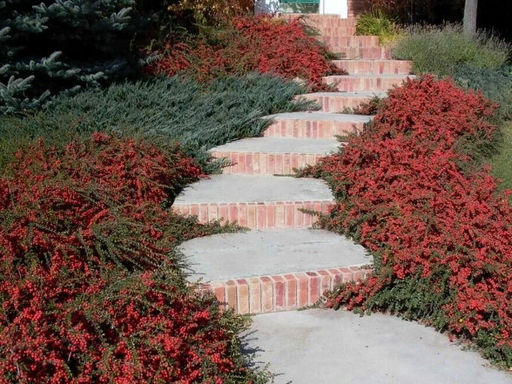 Кизильник Корал Бьюти - Долина роз фото 3