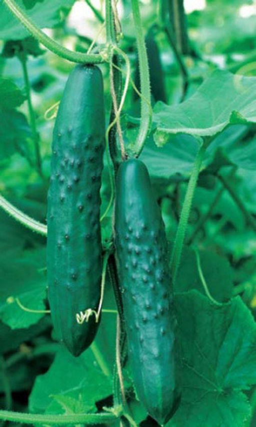 Огурец АПРЕЛЬСКИЙ F1  До 40 кг с каждого метра вашей теплицы! Сладкий, салатный гибрид!