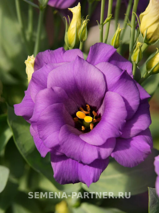 Эустома карликовая махровая лавандово-синяя Леди Эшли - Партнер фото 3