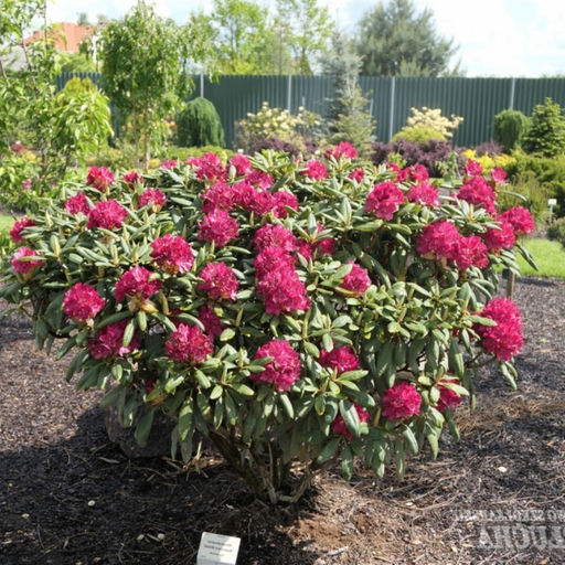 Рододендрон Казимира Вилки