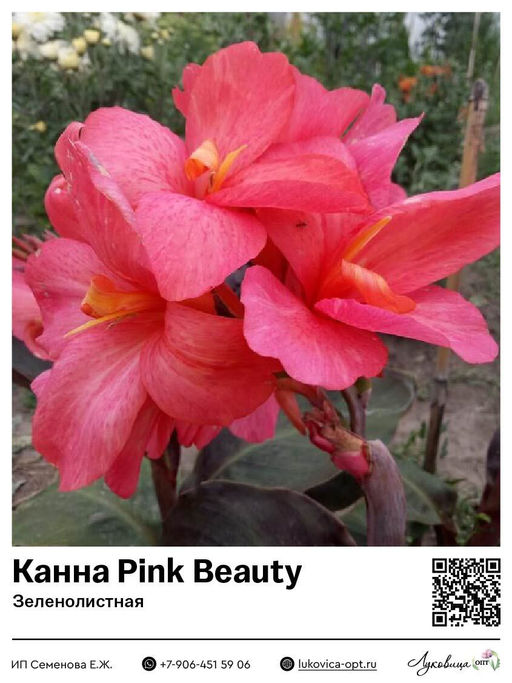 Канна Pink Beauty (Зеленолистная)