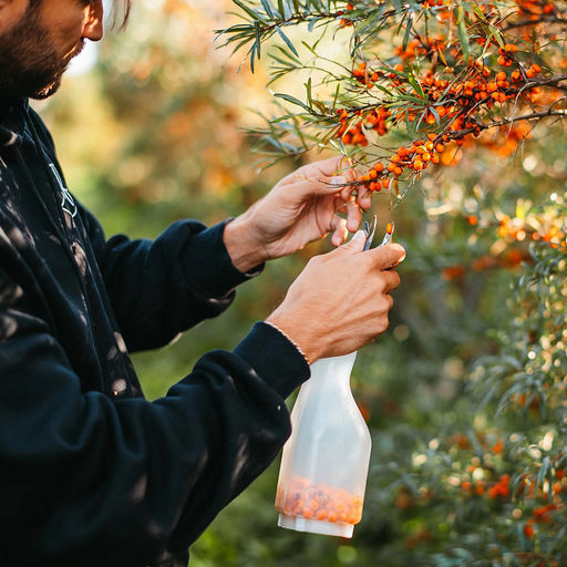 Марья (Maria) Комбайн (контейнер) плодосборник для облепихи, 32х8х8см, пластик/нерж., цвет белый, на картоне (Китай) - Домашняя мода фото 3