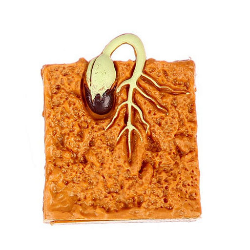 Обучающий набор Этапы развития семечка 4 фигурки - Simaland фото 4