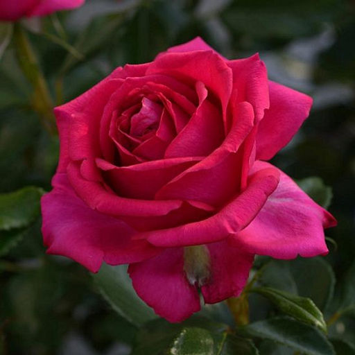 R424 РЕЖИС МАРКОН