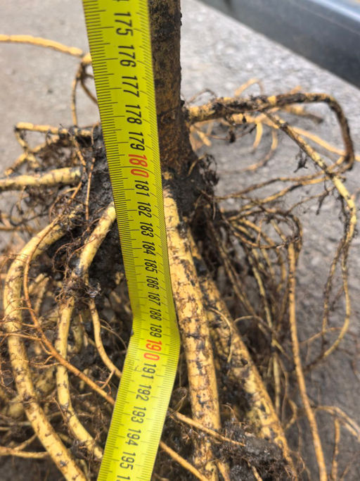 Шелковица на штамбе (8 лет)