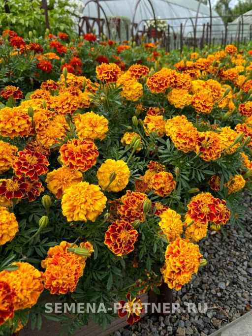 Бархатцы отклоненные Бонанза Би - Партнер фото 4
