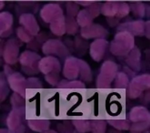 DOLPHIN LOOP HIMALAYA  фото 13