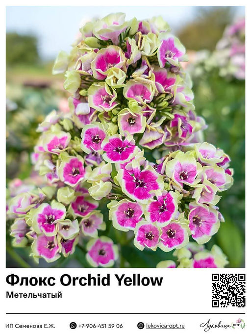 Флокс Orchid Yellow (Метельчатый)