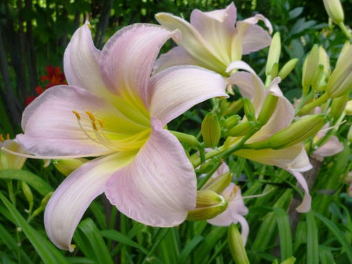 Лилейник Катерина Вудбери