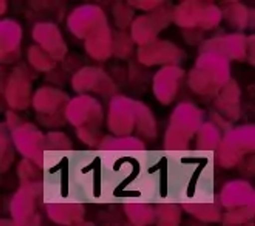 DOLPHIN LOOP HIMALAYA  фото 14