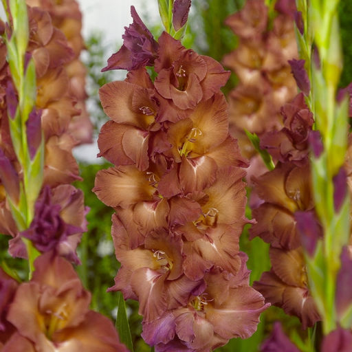 Гладиолус Индиан Саммер 5 шт - Долина роз фото 3