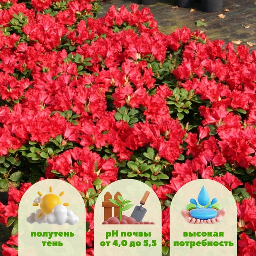 Рододендрон Баден-Баден