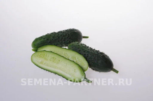 Огурец пчелоопыляемый Спринт - Партнер фото 5