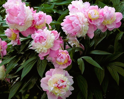 Пион Sorbet - Голландские луковицы фото 5