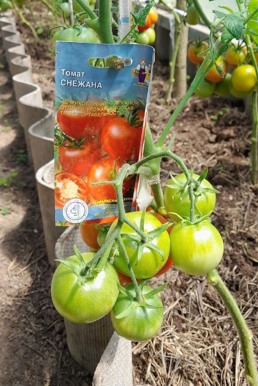 Томат СНЕЖАНА Сибирская селекция! Очень обильный сорт! Дружная отдача урожая! - Уральский дачник фото 3