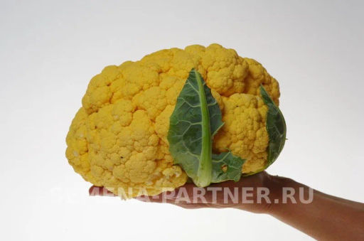 Капуста цветная Флейм Стар (желто-оранжевый) - Партнер фото 3