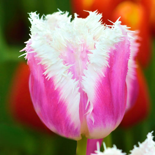 Тюльпан Гавайи Hawaii 8 шт.