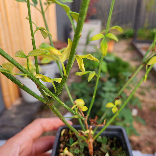 Жасмин голоцветковый