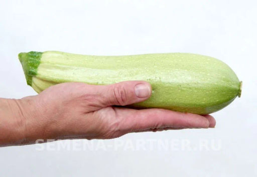 Кабачок Хьюго - Партнер фото 4
