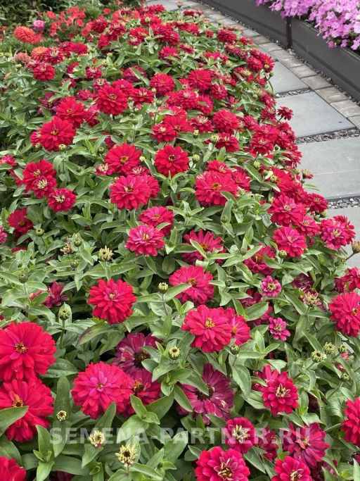 Цинния махровая Барышня-крестьянка Вишневый Пирог - Партнер фото 7