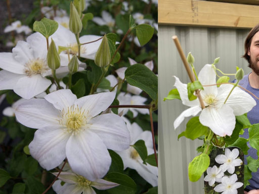 Клематис Шираюкихиме - Долина роз фото 4