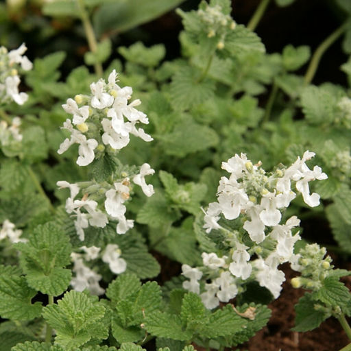 Котовник Фассена Сноуфлейк - Долина роз фото 3