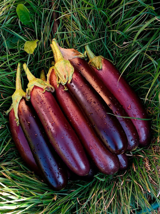 Баклажан ЛИРИКА  Жаростойкий! Без шипов! Устойчив к паутинному клещу! - Уральский дачник фото 6